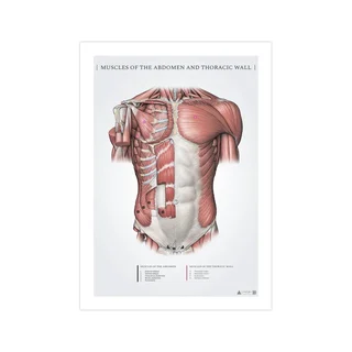 Mięśnie brzucha i powierzchowne mięśnie piersiowe – plakat anatomiczny 50x70mm