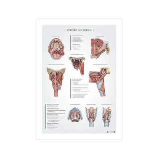 Plakat anatomii gardła i krtani 50x70mm
