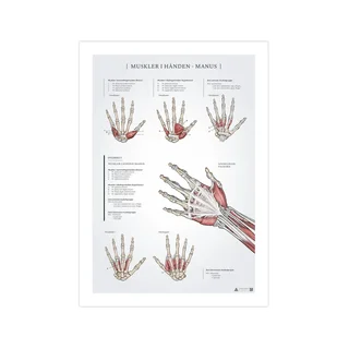 Plakat anatomiczny mięśni dłoni 50x70mm