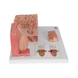 Mikroanatomia języka
