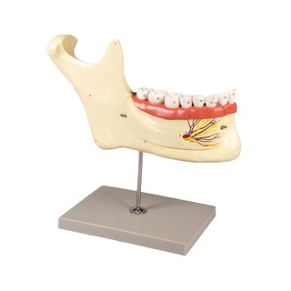 Model żuchwy 6 części