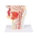 Anatomiczny model jamy ustnej i gardła