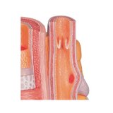 Mikroanatomia - tętnica i żyła