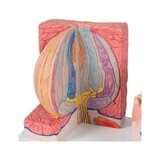 Mikroanatomia języka