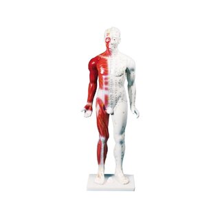 Chińska figurka akupunktury, mężczyzna, 80 cm