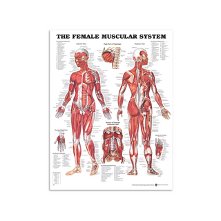 Mięśnie kobiece - plakat anatomiczny 51x66 cm