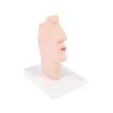 Anatomiczny model jamy ustnej i gardła