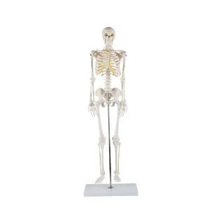 Model szkieletu 85 cm o wysokiej szczegółowości