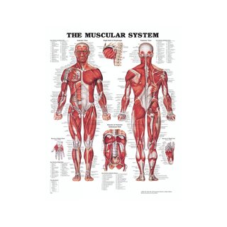 Tablica anatomiczna - Mięśnie (Układ mięśniowy)