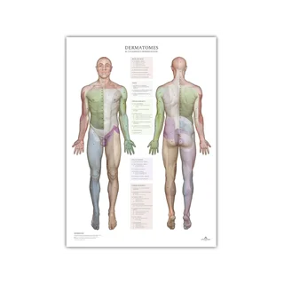 Dermatomy i obszary unerwienia skóry - plakat 50x70 cm