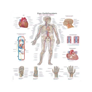 Plakat układu naczyniowego, 50x70 cm