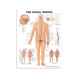 Tabela anatomiczna - Nerwy rdzeniowe