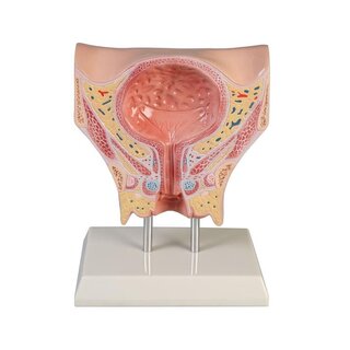 Model anatomiczny pęcherza moczowego kobiety