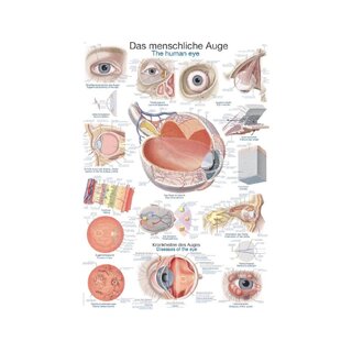 Plakat Oko ludzkie, 50x70cm