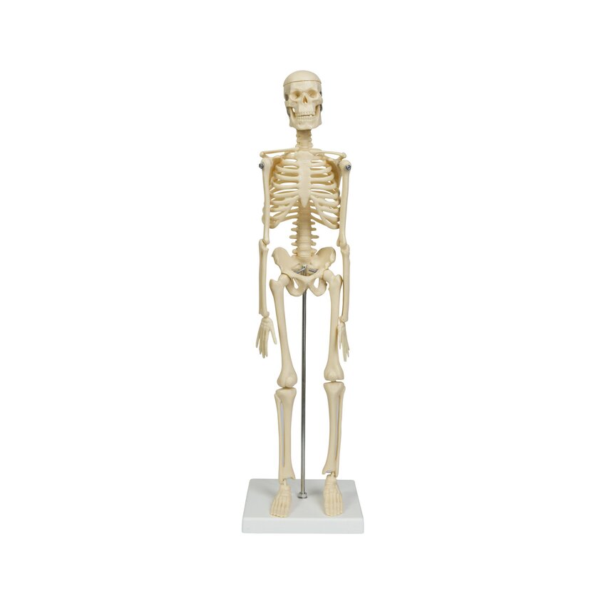 Miniaturowy model szkieletu 45 cm