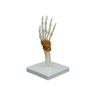 Model anatomiczny - Ręka
