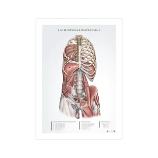 Plakat anatomiczny – mięsień biodrowo-lędźwiowy i przepona