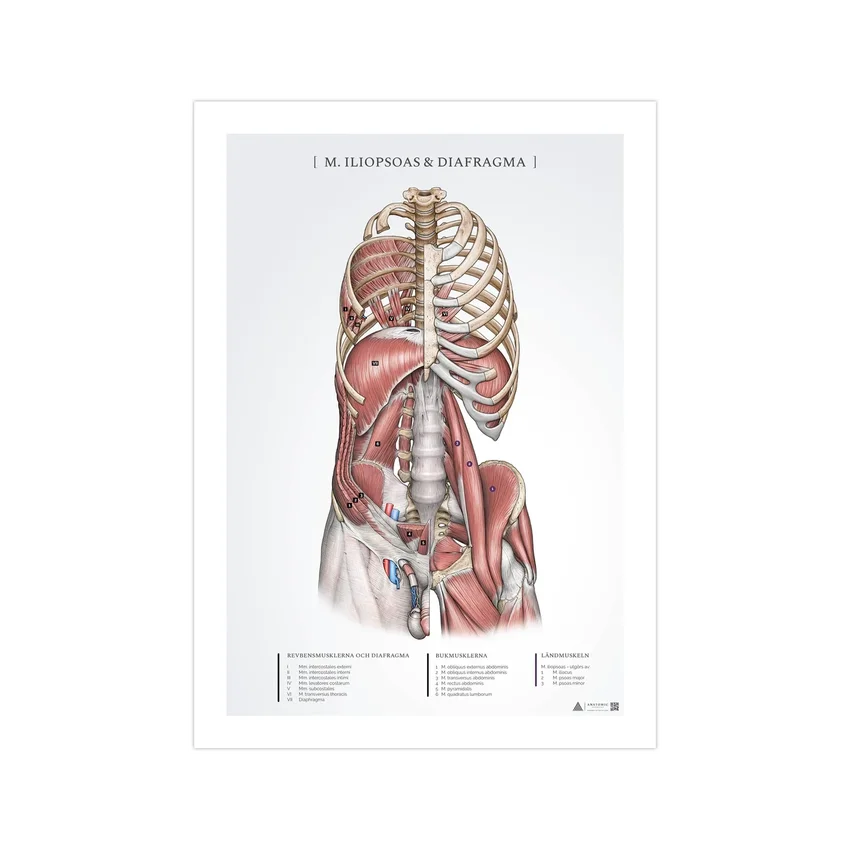 Plakat anatomiczny – mięsień biodrowo-lędźwiowy i przepona