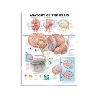 Plakat anatomii mózgu