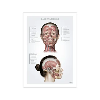 Mięśnie twarzy u kobiet, plakat anatomiczny 50x70mm
