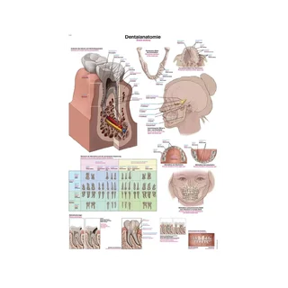 Plakat Anatomia stomatologiczna 50x70cm