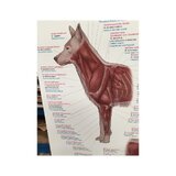 Plakat Muskulatura psa 50x70cm