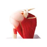 Model barku z mięśniami i więzadłami