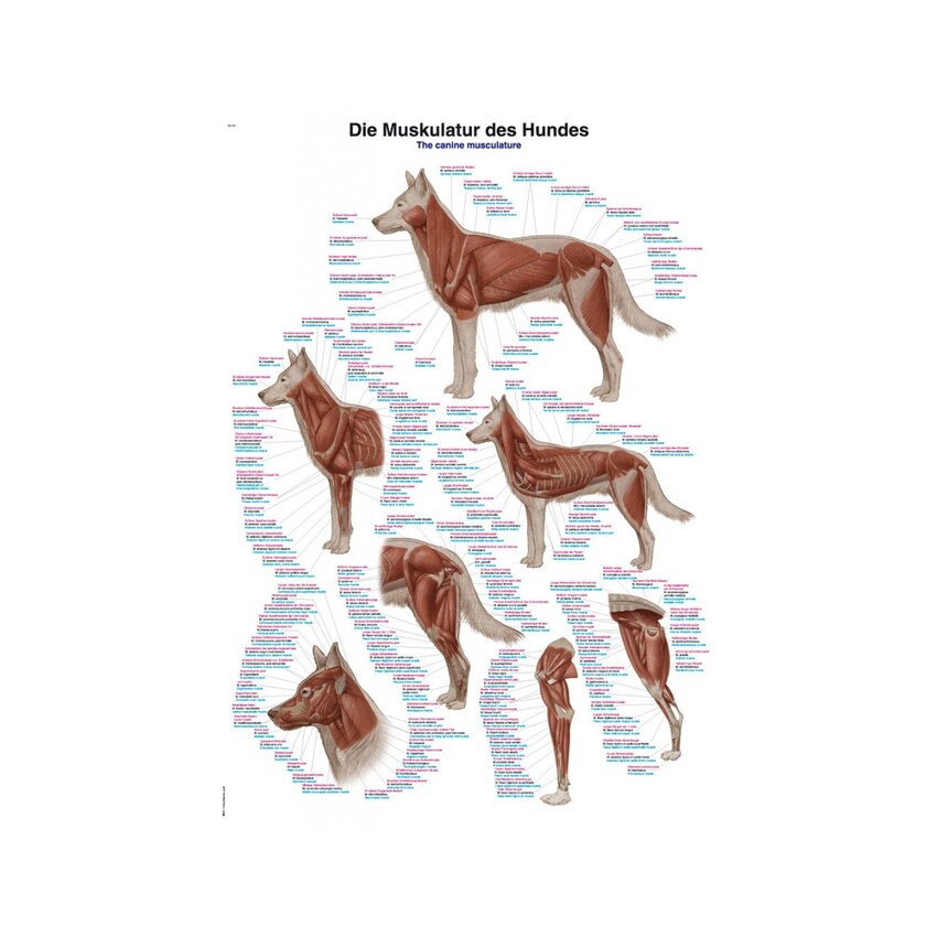 Plakat Muskulatura psa 50x70cm
