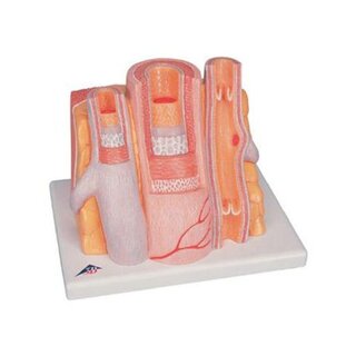Mikroanatomia - tętnica i żyła
