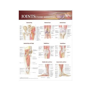 Plakat Stawy kończyn dolnych (Joints of lower extremities)