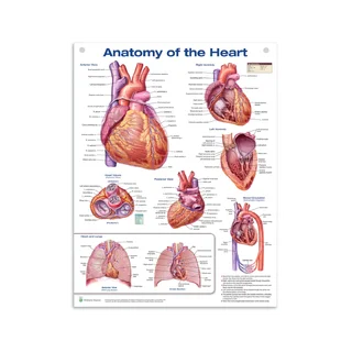 Plakat "Anatomia serca" w folii PET o wysokim połysku (język angielski) (Anatomia serca)