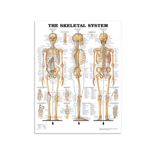 Plakat anatomiczny – Szkielet w folii PET o wysokim połysku