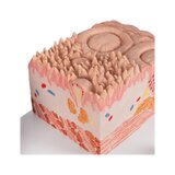 Mikroanatomia języka