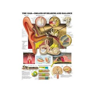 Anatomia ucha, słuch i funkcja równowagi plakat laminowany angielski