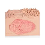 Mikroanatomia języka