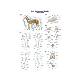 Szkielet psa – plakat anatomiczny 70x100 cm