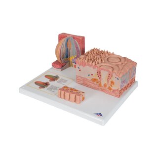 Mikroanatomia języka
