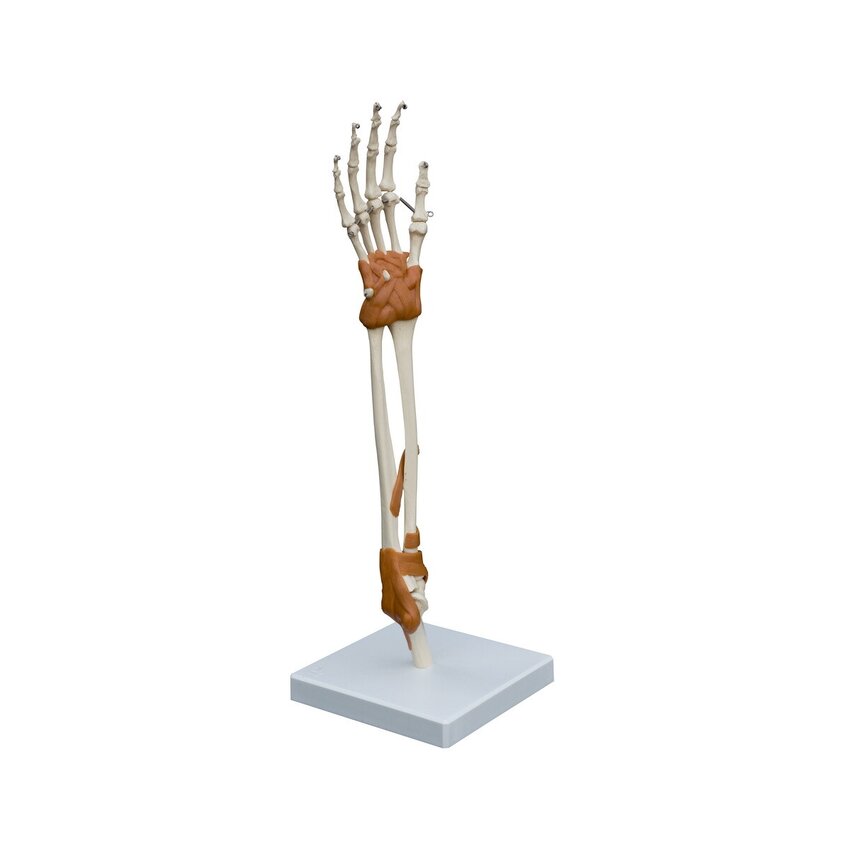 Model anatomiczny - Staw dłoniowo-łokciowy