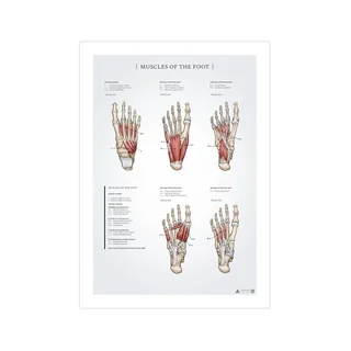 Plakat anatomii mięśni stopy 50x70mm