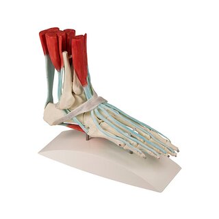 Szkielet stopy z więzadłami – model 6052
