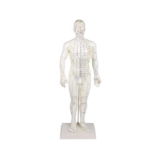 Chińska figura akupunktury, mężczyzna