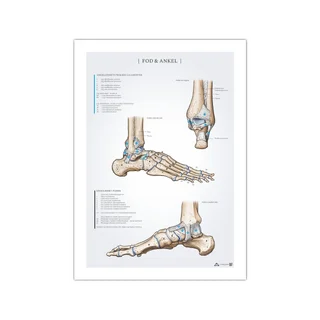 Plakat anatomii stopy i kostki 50x70mm