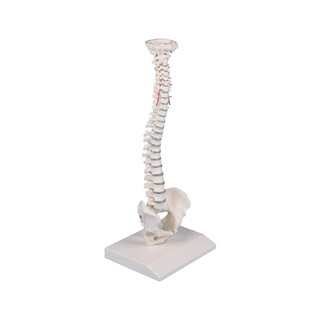 Kręgosłup miniaturowy