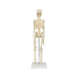 Miniaturowy model szkieletu 45 cm