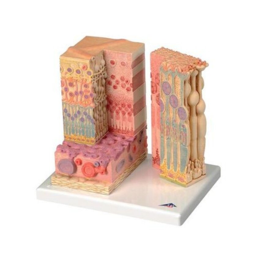 Mikroanatomia oczu
