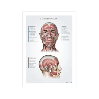 Mięśnie twarzy, zapisy anatomiczne 50x70mm