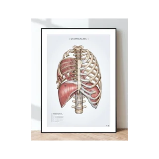 Anatomia plakatowa - Mięśnie oddechowe, przepona i mięśnie żeber