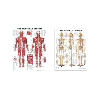 Kompletny pakiet anatomiczny – mięśnie i szkielet