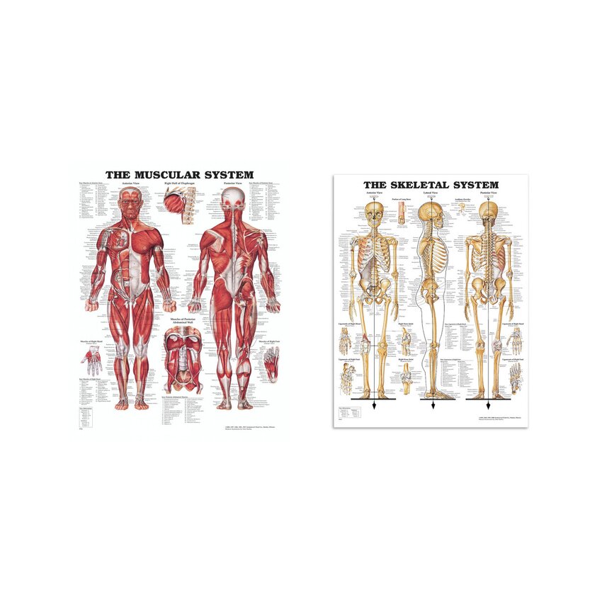 Kompletny pakiet anatomiczny – mięśnie i szkielet