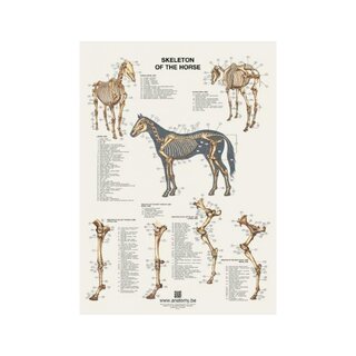 Plakat szkielet konia 60x80 cm